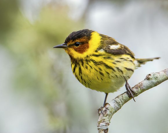 Cape May Warbler Cape May Warbler
