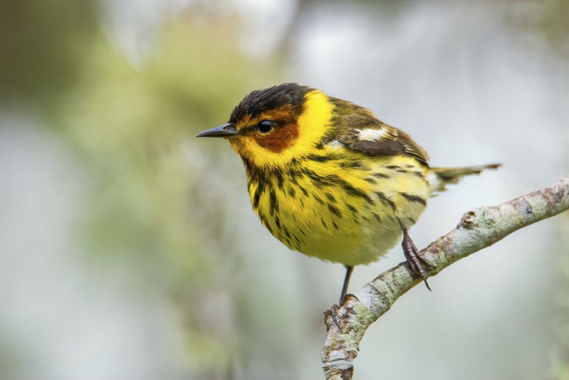 Cape May Warbler