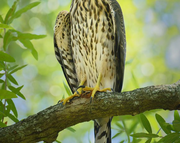 Cooper’s Hawk Staring at Me Cooper’s Hawk Staring at Me