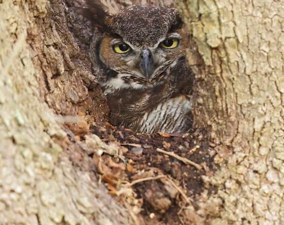 Great Horned Owl on Nest Great Horned Owl on Nest