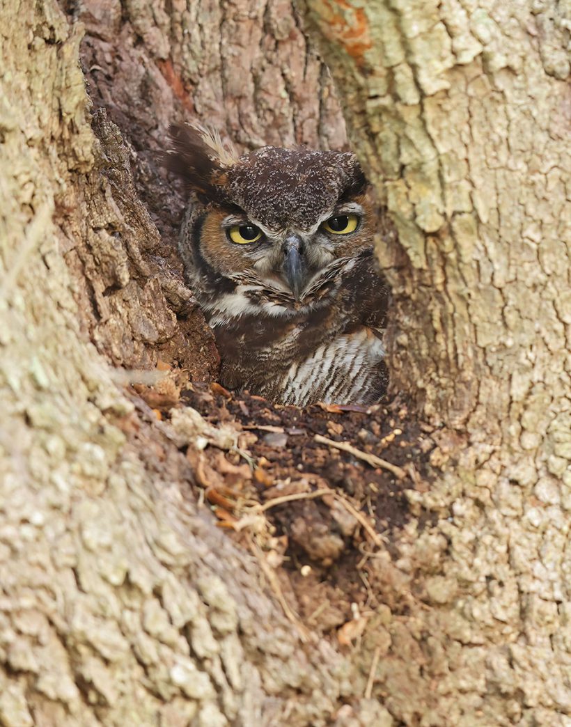 Great Horned Owl on Nest