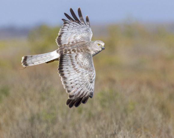 Harrier Hunting Harrier Hunting