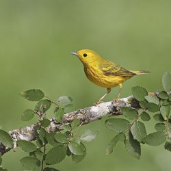 Migrating Yellow Warbler
