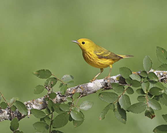 Migrating Yellow Warbler Migrating Yellow Warbler