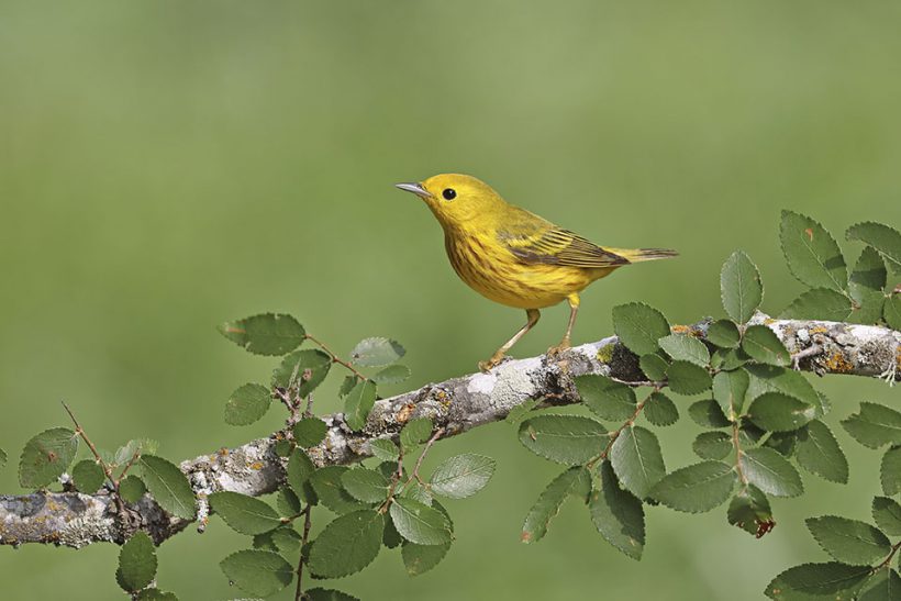 Migrating Yellow Warbler