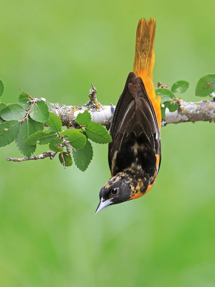 Migrating Baltimore Oriole