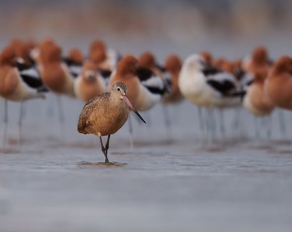Marbled Godwit Photobomb Marbled Godwit Photobomb