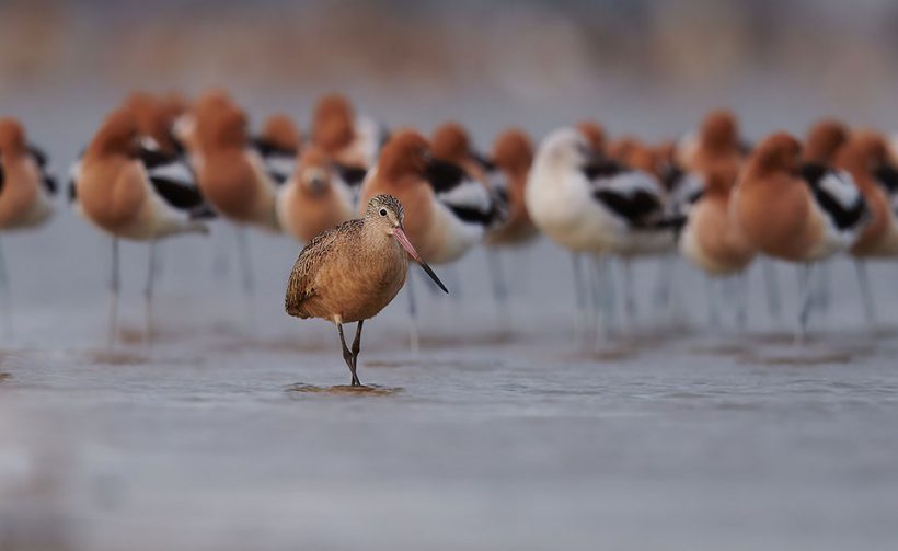 Marbled Godwit Photobomb