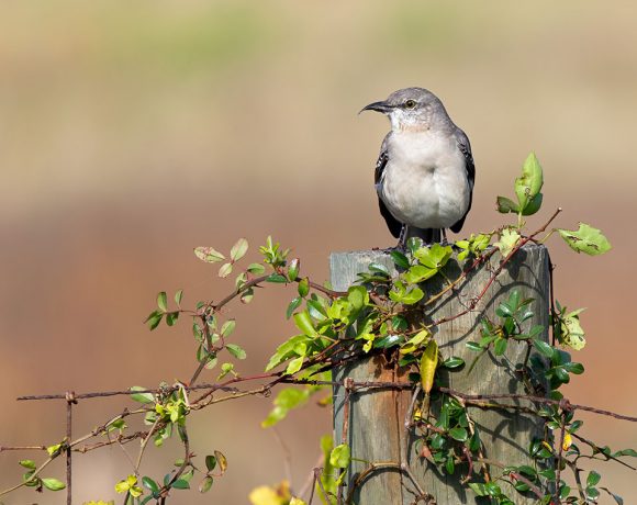Mockingbird on a Fence Post Mockingbird on a Fence Post