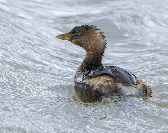 Rough Water Rough Water