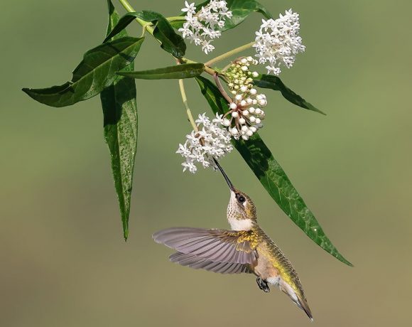 Rising Ruby Rising Ruby
