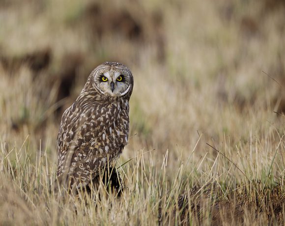 Can You See Me Now Can You See Me Now