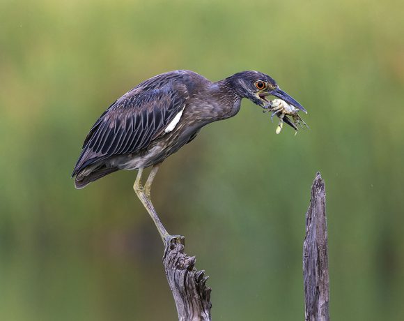 Mmmm Crab Cakes! Mmmm Crab Cakes!