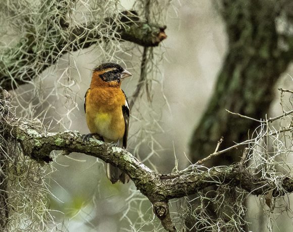 Black-headed Grosbeak with Spanish Moss Black-headed Grosbeak with Spanish Moss