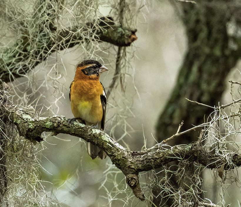 Black-headed Grosbeak with Spanish Moss