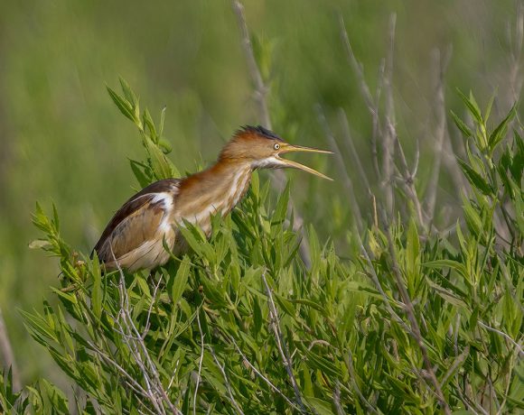 Angry Bird Angry Bird