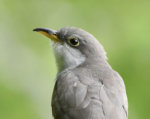 Yellow Billed Cuckoo High Island Spring Yellow Billed Cuckoo High Island Spring