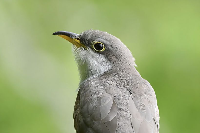 Yellow Billed Cuckoo High Island Spring