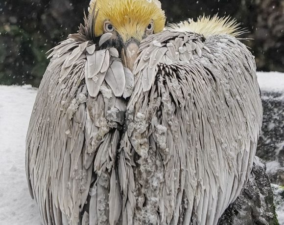 Frosty the Snow Bird Frosty the Snow Bird