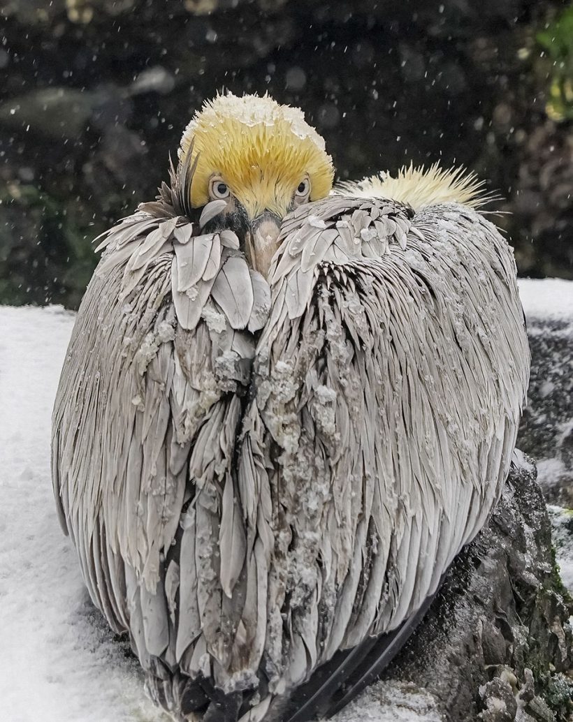 Frosty the Snow Bird