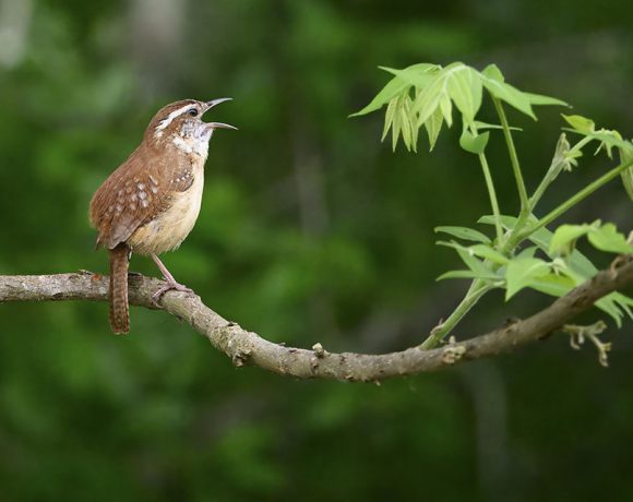 Sweet Caroline Sweet Caroline