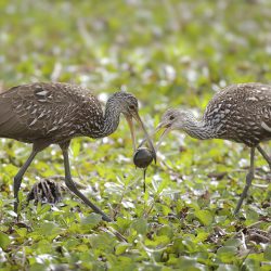 Limpkin