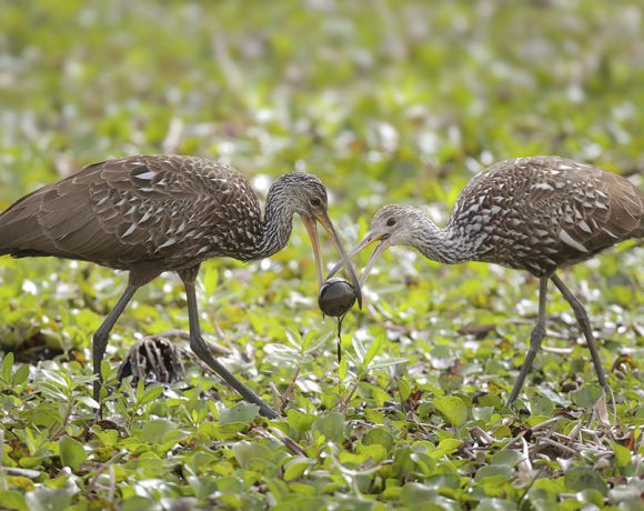 Limpkin Limpkin