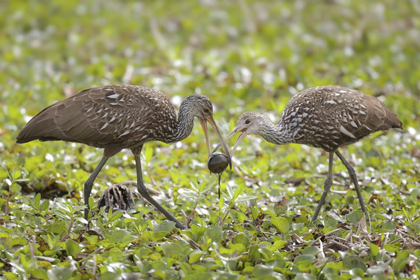 Limpkin