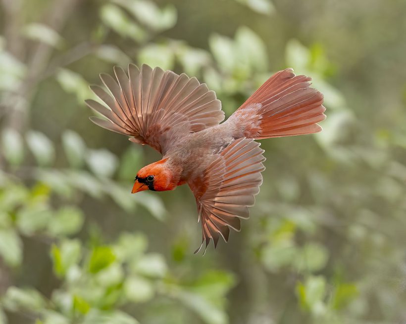 Cardinal in Flight