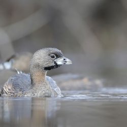 Pied Billed Grebe