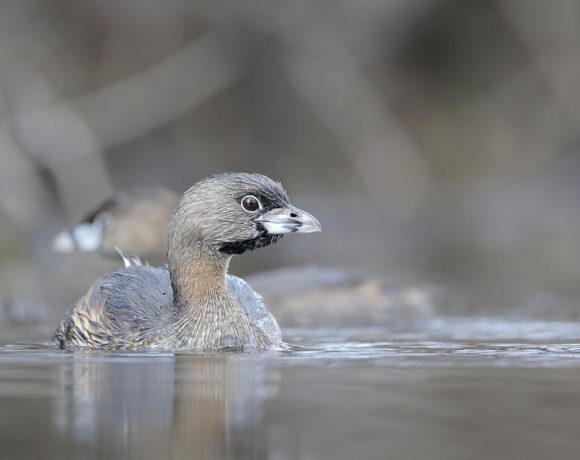 Pied Billed Grebe Pied Billed Grebe