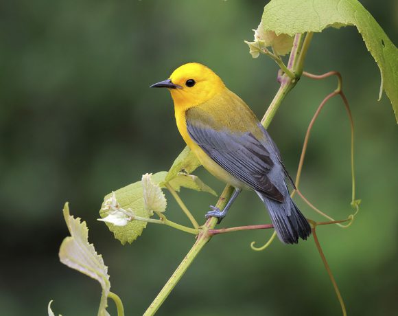 Prothonotary Warbler Prothonotary Warbler