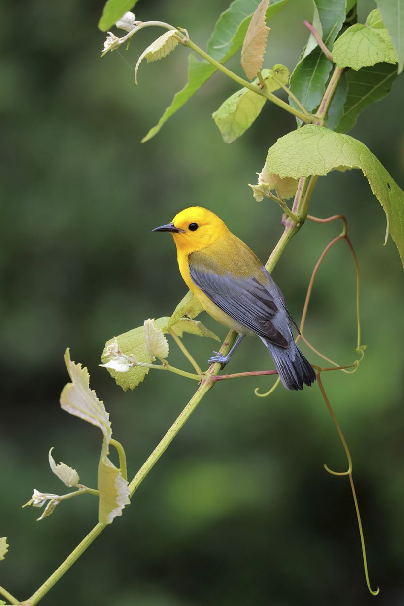 Prothonotary Warbler