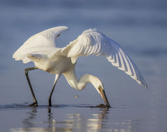 Reddish Egret Reddish Egret