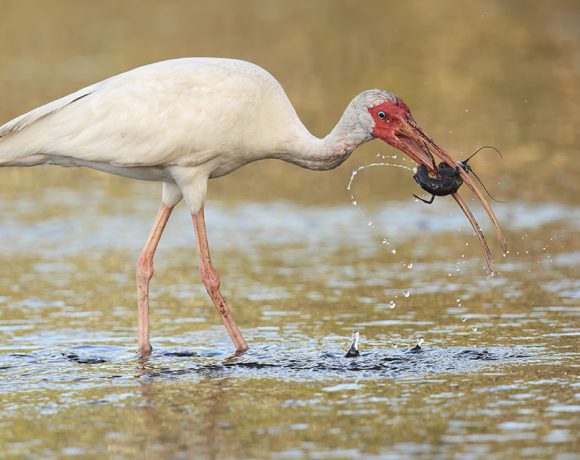 Ibis with Crawfish Ibis with Crawfish