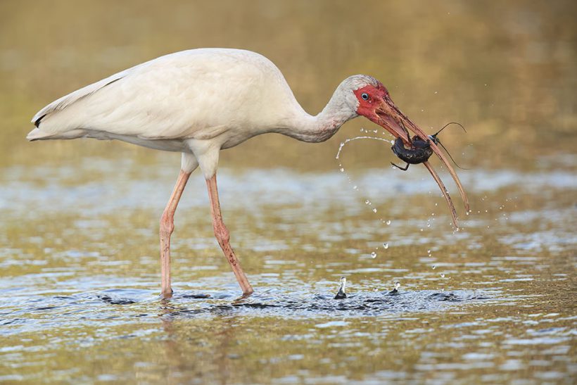 Ibis with Crawfish